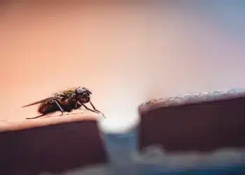 Mosca pousada em superfície destacando problema comum em cozinhas e soluções naturais para afastar insetos