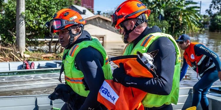 Lei de proteção a animais resgatados: bombeiros salvando cães durante enchente em área alagada