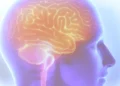 Ilustração digital do cérebro humano em perfil com destaque em tons laranja e amarelo sobre fundo azul-roxo