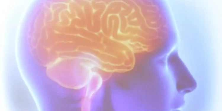 Ilustração digital do cérebro humano em perfil com destaque em tons laranja e amarelo sobre fundo azul-roxo