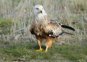 Gavião-fêmea em pé sobre gramado seco com plumagem marrom e olhar atento.