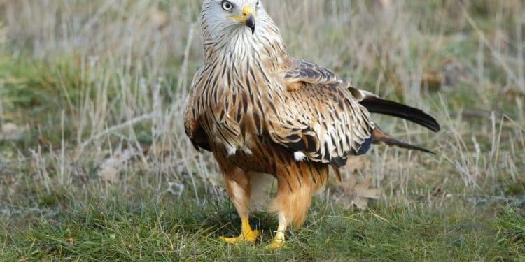 Gavião-fêmea em pé sobre gramado seco com plumagem marrom e olhar atento.
