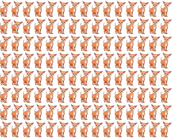 Dezenas de Chihuahuas caramelo ilustrados em padrão repetido, desafio de encontrar cachorro diferente