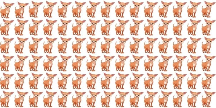 Padrão repetido de chihuahuas marrons em estilo desenho organizados em fileiras sobre fundo branco