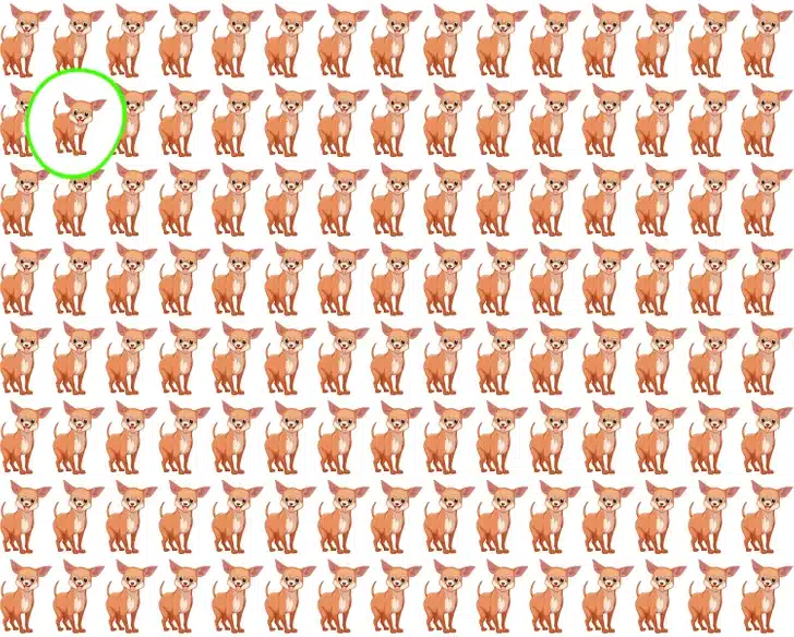 Dezenas de Chihuahuas caramelo ilustrados em padrão repetido, desafio de encontrar cachorro diferente