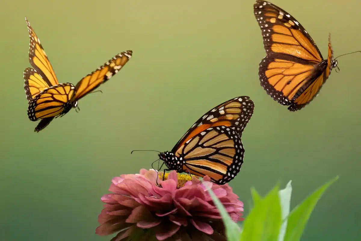 Grupo de borboletas monarcas voando sobre flores, representando o coletivo de borboletas.