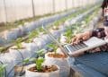 Profissional utiliza notebook para monitorar cultivo em estufa com tecnologia agrícola.