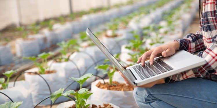 Profissional utiliza notebook para monitorar cultivo em estufa com tecnologia agrícola.