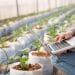 Profissional utiliza notebook para monitorar cultivo em estufa com tecnologia agrícola.