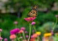 Borboleta monarca pousada sobre flor rosa, em meio a um jardim com flores coloridas, simbolizando o coletivo de borboleta.