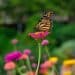 Borboleta monarca pousada sobre flor rosa, em meio a um jardim com flores coloridas, simbolizando o coletivo de borboleta.