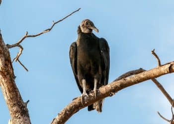 Urubu de plumagem escura pousado em um galho seco contra o céu azul, representando a ave cuja palavra gera dúvida sobre flexão de gênero.