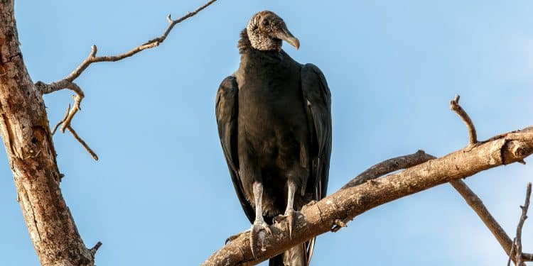 Urubu de plumagem escura pousado em um galho seco contra o céu azul, representando a ave cuja palavra gera dúvida sobre flexão de gênero.