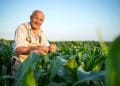 Senhor agricultor sorridente examinando folhas de milharal em lavoura sob céu azul ao entardecer