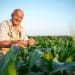 Senhor agricultor sorridente examinando folhas de milharal em lavoura sob céu azul ao entardecer