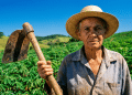 Trabalhadora rural de chapéu segura uma enxada e, ao redor, uma plantação verde sob o céu azul